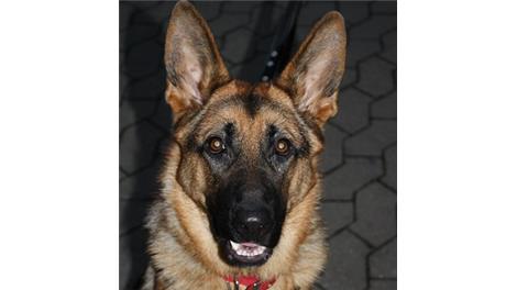 Laika