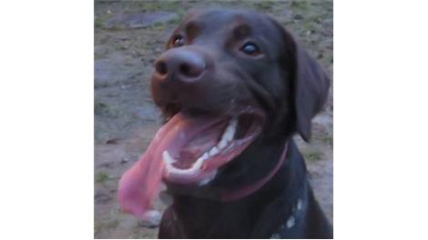 Rex