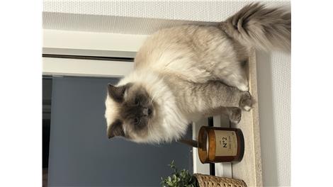 Otto