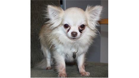 Gizmo