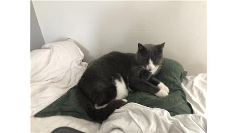 Figaro