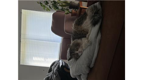 Luci
