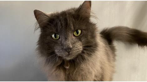 Bamse (udekat)
