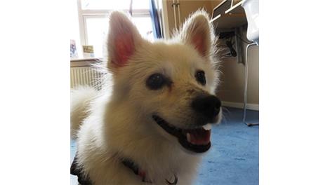 Nala