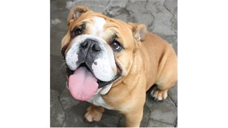 Hector