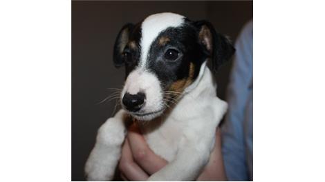 Otto