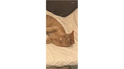 Simba