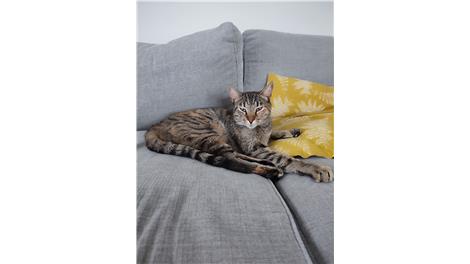 Miu Miu/ Nova