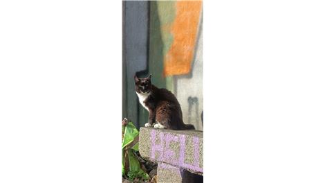 Nala
