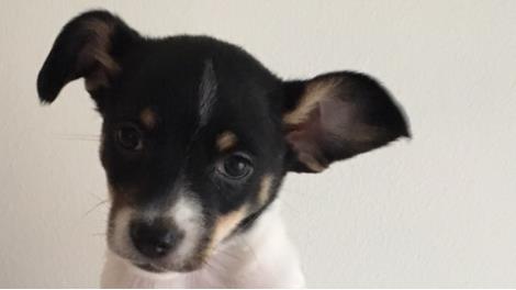 Smilla