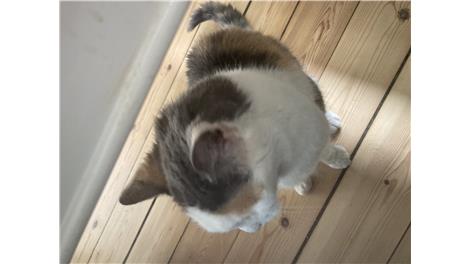 Sofie