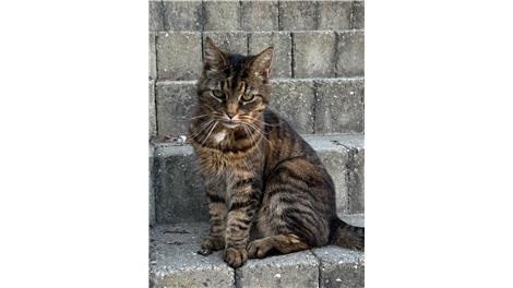 Tigermis