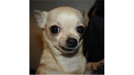 Cloe