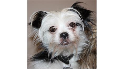 Mitzi