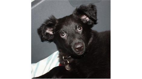 Ronja