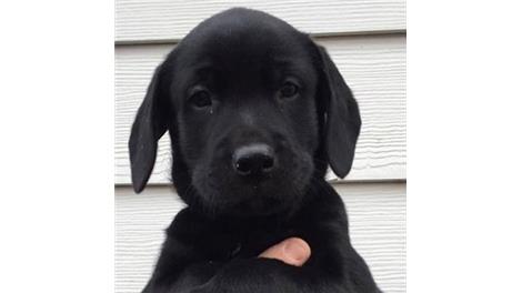 Finn