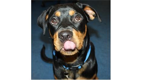 Balou