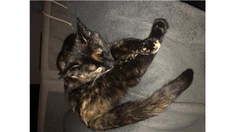 Ziva
