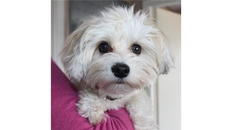 Lulu