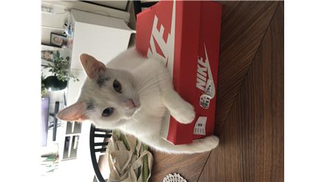 Felix