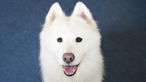 Gracie
