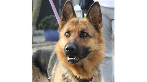 Dina