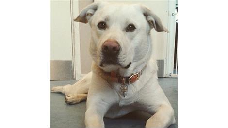 Balou