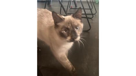 Miss kittu