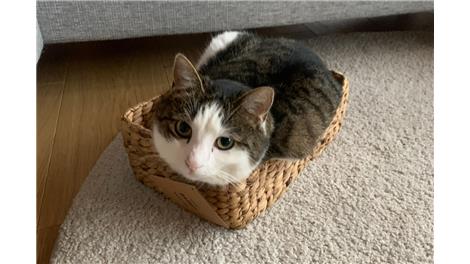 Lulu