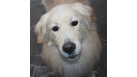 Balou