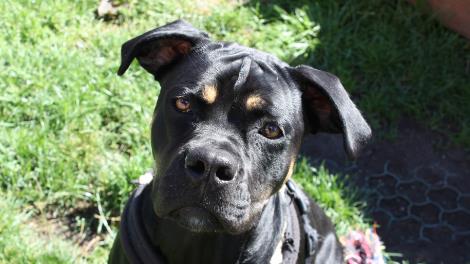 Stella