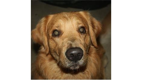 Simba