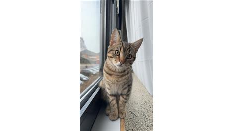 Bubu