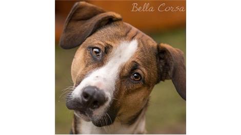 Bella Corsa