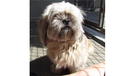 Tootsie