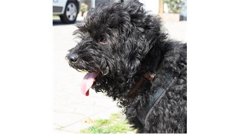 Banu