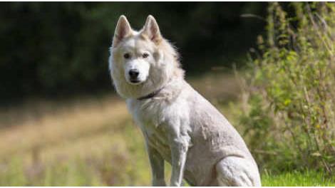 Nanook