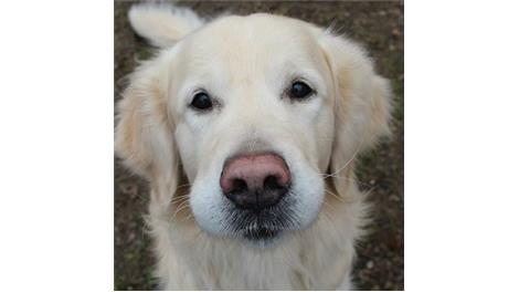 Sammy