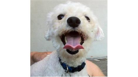 Doobi