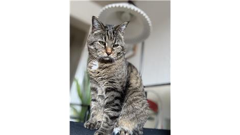 Gitte