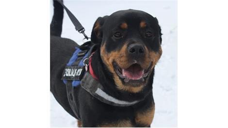 Nova