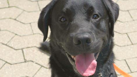Samson
